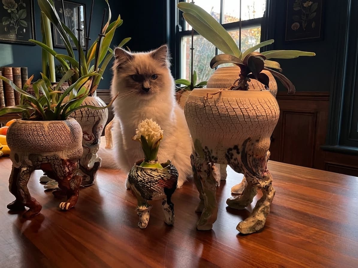 Collectie objecten met kat